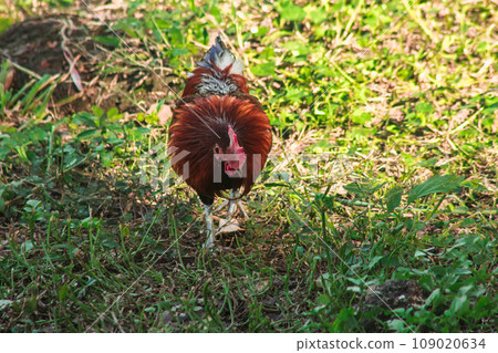 Red Junglefowl's main diet in the wild is insects. small animals on the ground 109020634