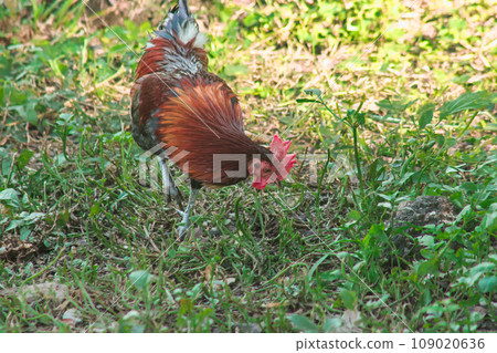 Red Junglefowl's main diet in the wild is insects. small animals on the ground Red Junglefowl's main diet in the wild is insects. small animals on the ground 109020636