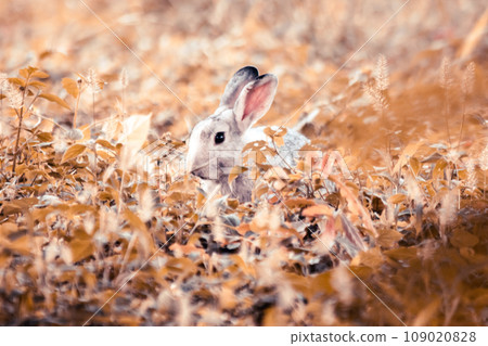 Gray rabbits run free and play in the grass. rabbit in the grass 109020828
