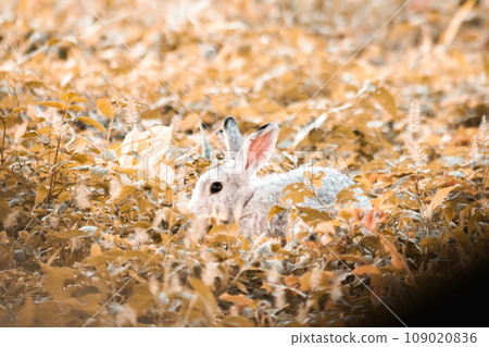 Gray rabbits run free and play in the grass. rabbit in the grass 109020836