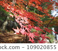 Autumn leaves A 109020855