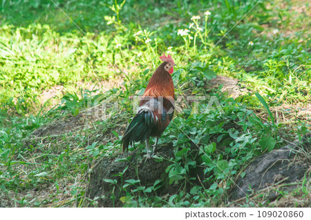 Red Junglefowl walks in the grass forest. 109020860