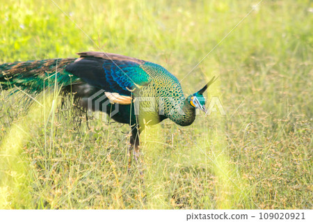 Peacock walking in the grass, Peacock is the largest pheasant bird, males have long, colorful tail feathers. Peacock walking in the grass, Peacock is the largest pheasant bird, males have long, colorful tail feathers. 109020921