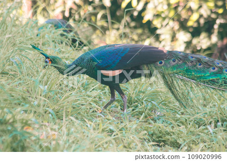 Peacock walking in the grass, Peacock is the largest pheasant bird, males have long, colorful tail feathers. 109020996