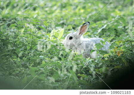 blur gray rabbit ,Gray rabbits run free and play in the grass. rabbit in the grass 109021183