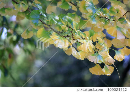 Autumn leaves of ginkgo biloba 109021312