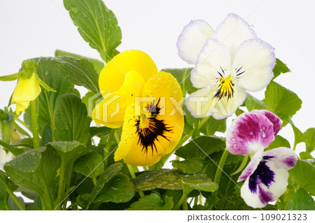 Colorful pansy flowers on white background Colorful pansy flowers on white background 109021323