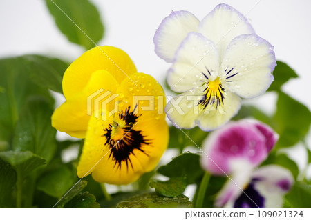 Colorful pansy flowers on white background Colorful pansy flowers on white background 109021324