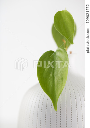 Philodendron cream splash Philodendron cream splash 109021752