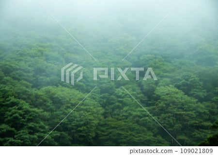 晨霧在山上 109021809