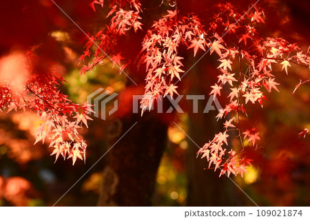 Light-up of leaves Momiji who changed leaves 109021874