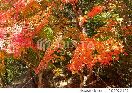 A colorful maple 109022132