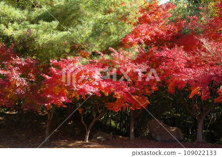 A colorful maple 109022133