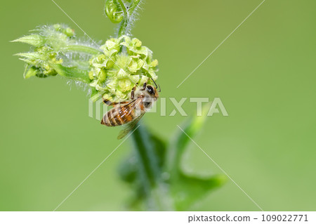 Honeybees sucking flower nectar Honeybees sucking flower nectar 109022771