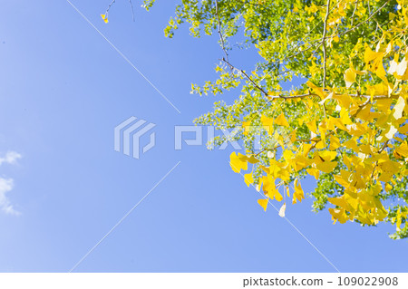 Ginkgo biloba 109022908