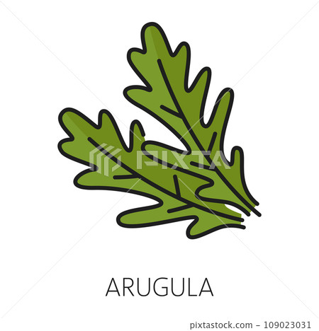 Fresh green arugula leaf herb outline icon. Vector rocket plant leaves, salad ingredient, organic vegetarian seasoning, fresh arugula herb Fresh green arugula leaf herb outline icon. Vector rocket plant leaves, salad ingredient, organic vegetarian seasoning, fresh arugula herb 109023031