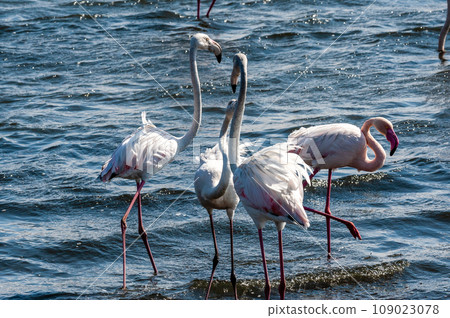 Flamingos near Walvis Bay Flamingos near Walvis Bay 109023078