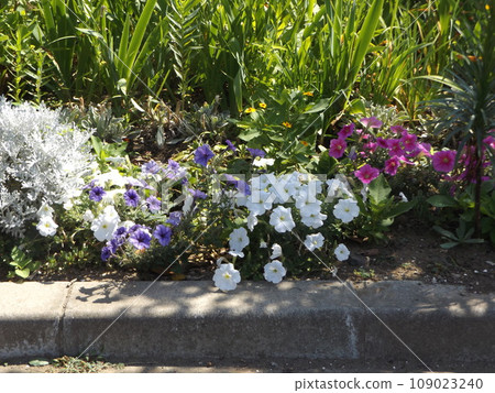 trumpet-shaped white and gradation purple petinia flowers and sycamore 109023240