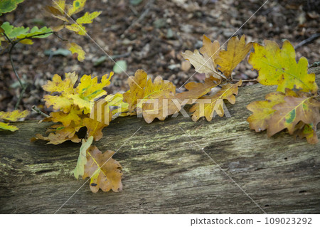 The yellow leaves of an oak tree. Fallen leaves on the ground. Autumn in Germany. High quality photo 109023292