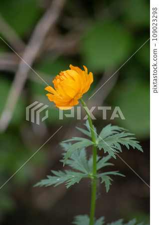 Orange bathing suit flower in the greenery of the garden for a background. High quality photo 109023298
