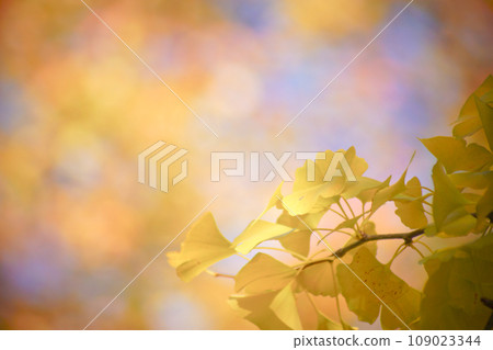 Yellow ginkgo leaves shining in the light 109023344