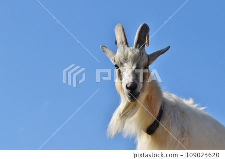 Clear skies and pygmy goats Clear skies and pygmy goats 109023620