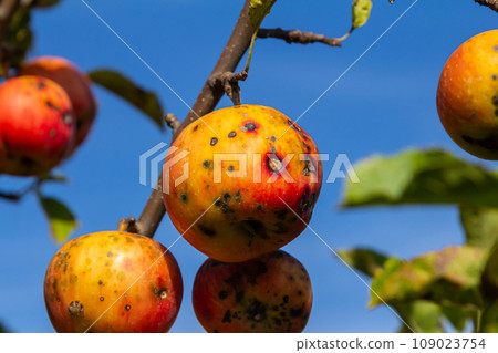 A Stack Of apple scab Diseases and Symptoms with Apple trees A Stack Of apple scab Diseases and Symptoms with Apple trees 109023754