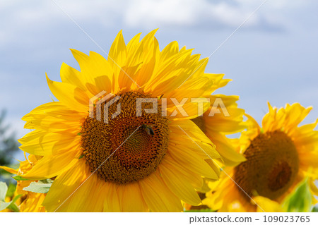 Yellow sunflowers bloom against a blue sky background Yellow sunflowers bloom against a blue sky background 109023765