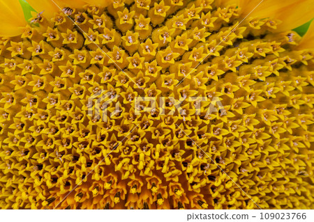 Core of of the flower, texture. Sunflower close-up. Seeds and oil. Flat lay, top view. Core of of the flower, texture. Sunflower close-up. Seeds and oil. Flat lay, top view. 109023766