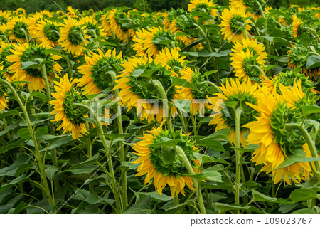 Sunflowers in the field against blue sky 109023767