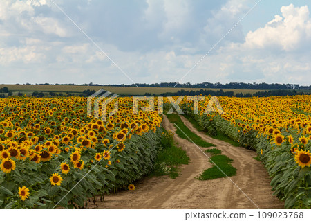 the beautiful sunflowers field close up in the sunshine 109023768