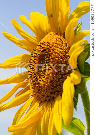 Yellow sunflowers bloom against a blue sky background 109023777