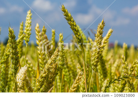 Wheat meadow. Ripe Gold Barley field in summer. Nature organic Yellow rye plant Growing to harvest. World global food with sunset in farm land autumn scene background. Happy Agricultural countryside 109023800