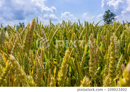 Wheat meadow. Ripe Gold Barley field in summer. Nature organic Yellow rye plant Growing to harvest. World global food with sunset in farm land autumn scene background. Happy Agricultural countryside 109023802