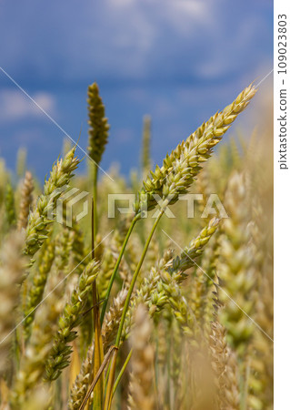 Wheat meadow. Ripe Gold Barley field in summer. Nature organic Yellow rye plant Growing to harvest. World global food with sunset in farm land autumn scene background. Happy Agricultural countryside 109023803
