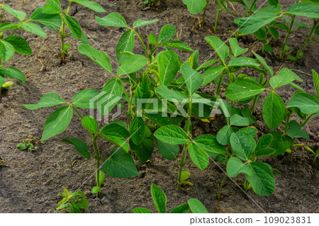 A tender sprout of a soybean agricultural plant in a field grows in a row with other sprouts. Selective focus. 109023831