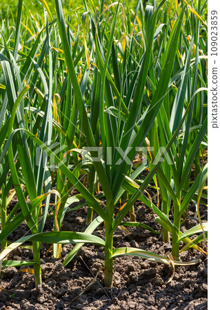 green onions growing in the garden green onions growing in the garden 109023859
