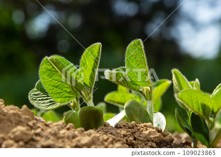 A tender sprout of a soybean agricultural plant in a field grows in a row with other sprouts. Selective focus. 109023865