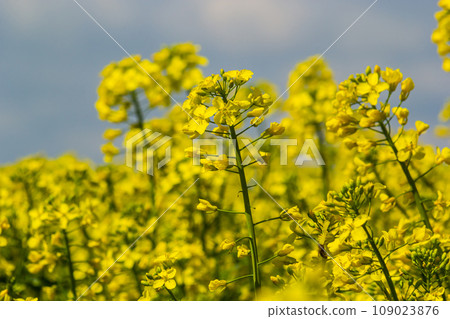 Blooming canola field and blu sky with stormy clouds Blooming canola field and blu sky with stormy clouds 109023876