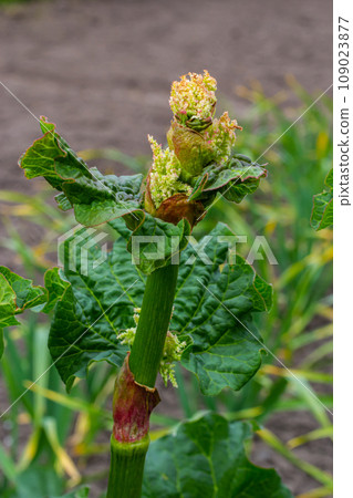 Rhubarb plant bloom closeup, Rheum australe, Indian rhubarb flower bud 109023877