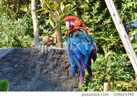 1 macaw 109024340