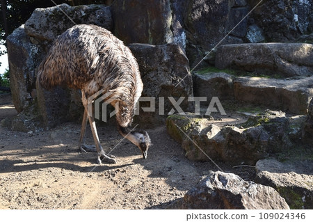 Emu pecking food Emu pecking food 109024346