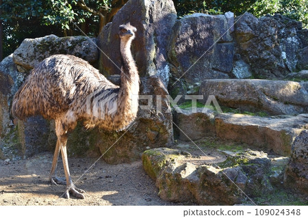 Emu facing here 109024348