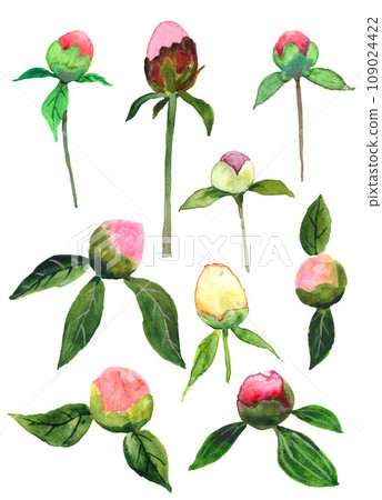 Hand drawn peony buds set 109024422