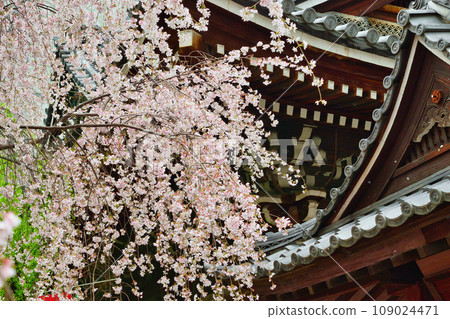 Beautiful weeping cherry blossoms at Rokkakudo, Shiunzan Chohoji Temple, Kyoto (Nakagyo Ward, Kyoto City) 109024471