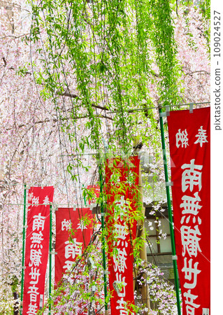 京都紫雲山長法寺六角堂美麗的垂枝櫻花(京都市中京區) 京都紫雲山長法寺六角堂美麗的垂枝櫻花(京都市中京區) 109024527