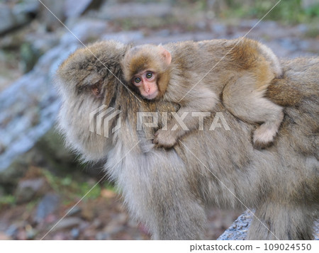 Jigokudani Monkey Park Monkey family Jigokudani Monkey Park Monkey family 109024550