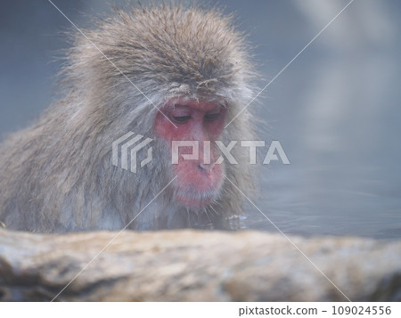 地獄谷雪猴公園 猴子在泡溫泉 109024556