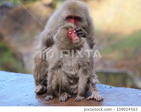 地獄谷猴園：一群猴子在整理皮毛 109024563
