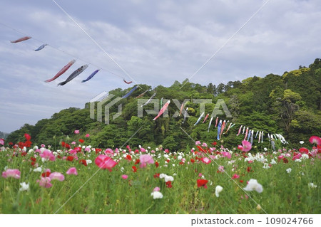Carp streamer, Children's Day, May 5th, Carp streamer, sky, blue sky, carp, decoration, decoration, Yokosuka, park, poppy, Carp streamer, Children's Day, May 5th, Carp streamer, sky, blue sky, carp, decoration, decoration, Yokosuka, park, poppy, 109024766